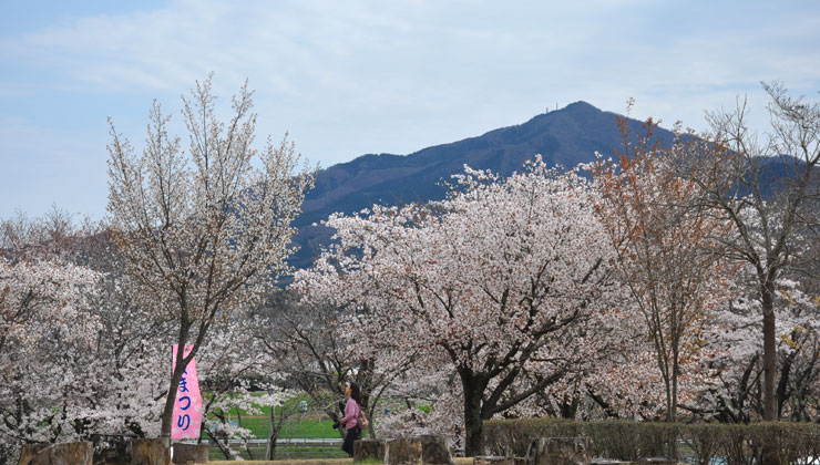 桜川市：磯部の桜：お花見１