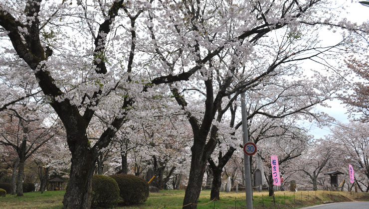 桜川市：磯部の桜：お花見２