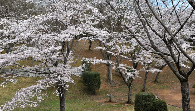 桜川市：磯部の桜：お花見３
