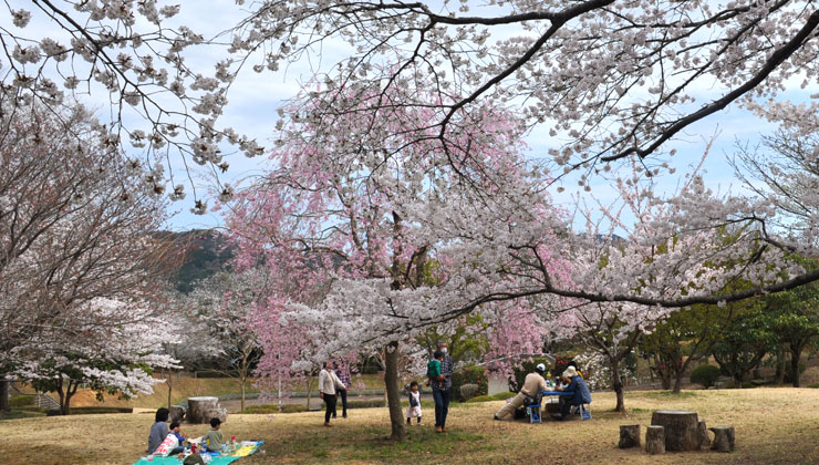 桜川市：磯部の桜：お花見４